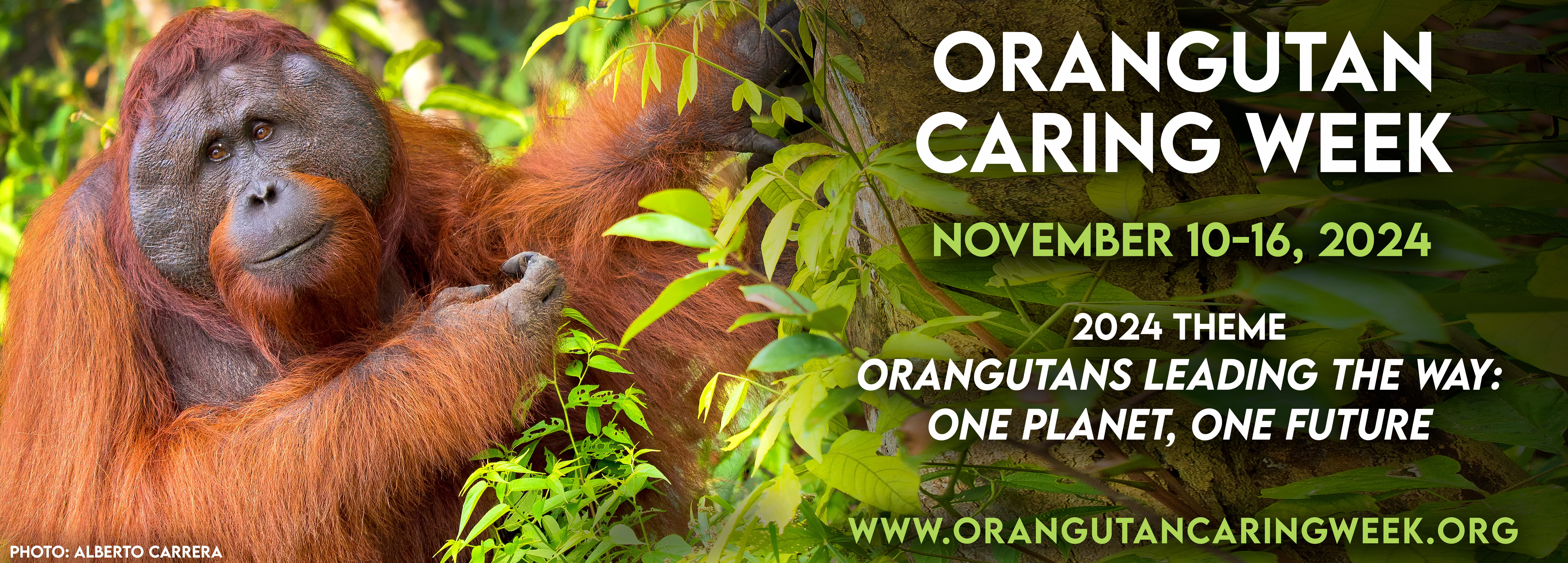 Orangutan Caring Week 2024