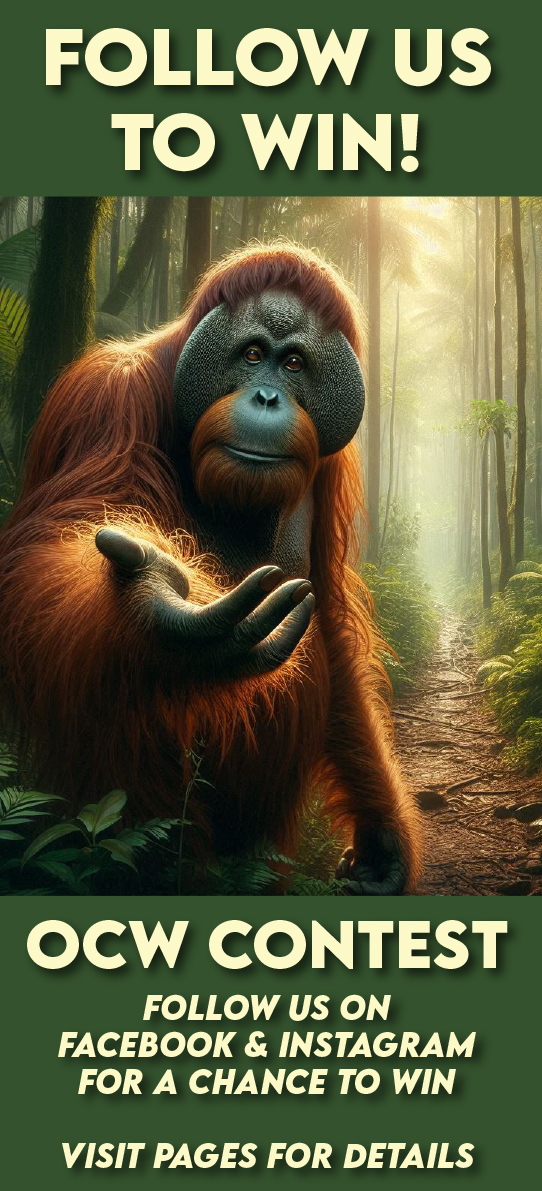 Orangutan Caring Week Contest