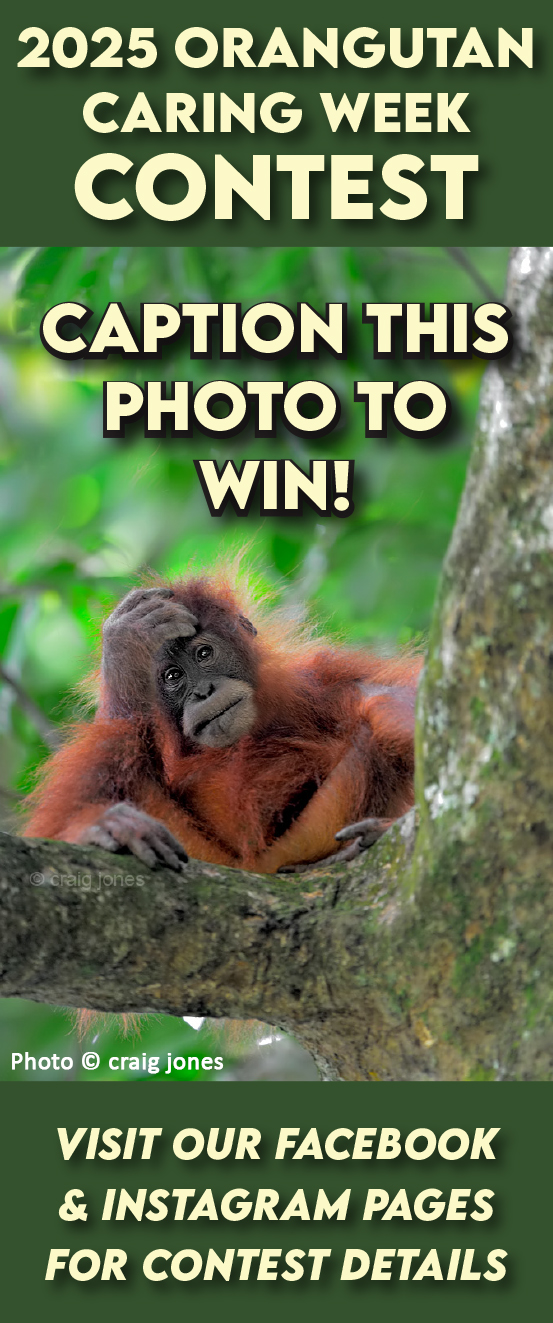 Orangutan Caring Week Contest