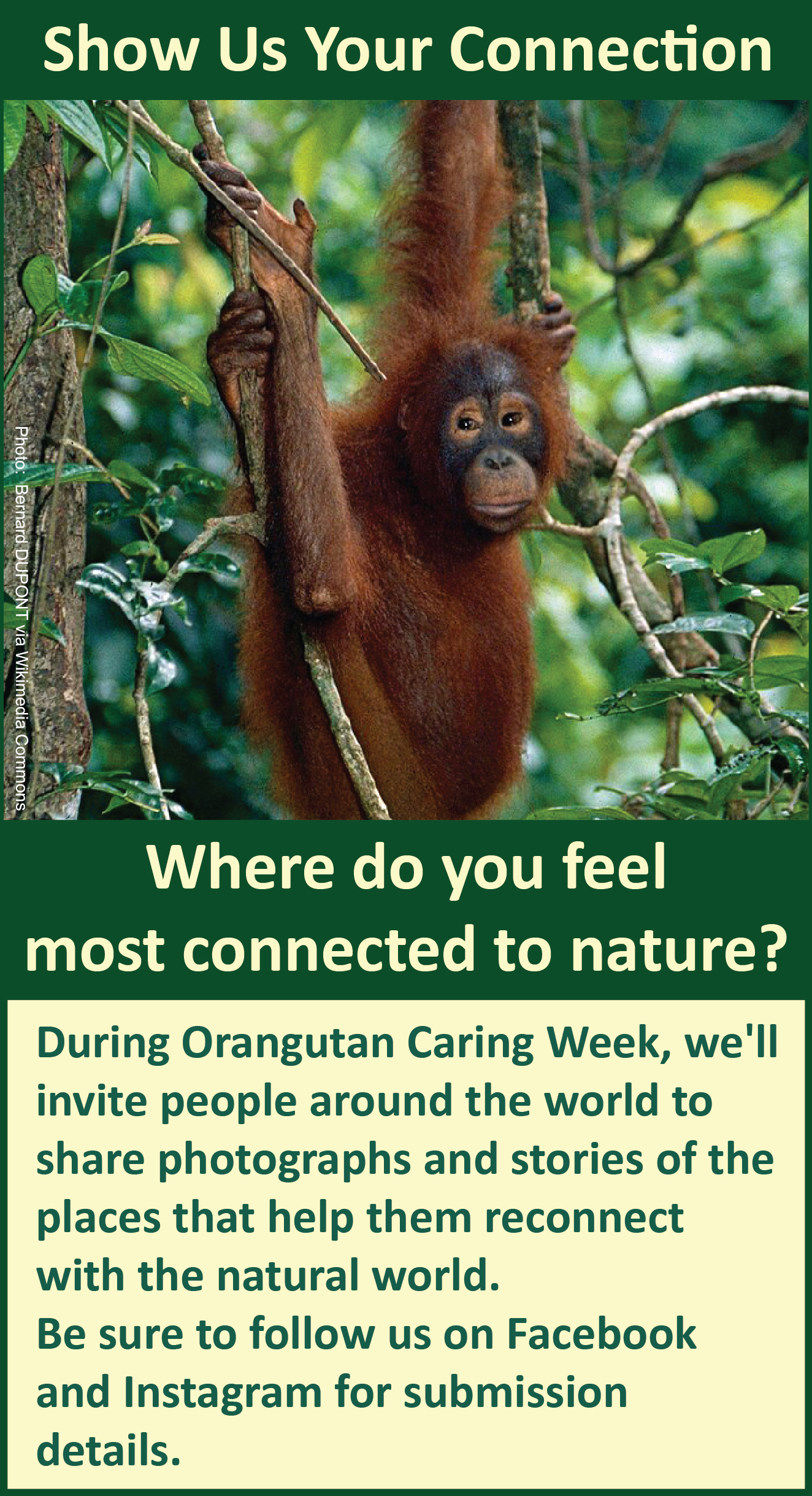 Orangutan Caring Week Connection